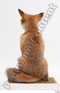 Fox  2 whole body 0006.jpg